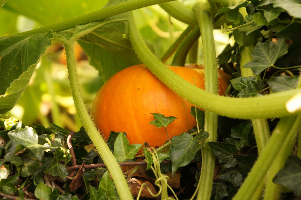 Dans un autre jardin...